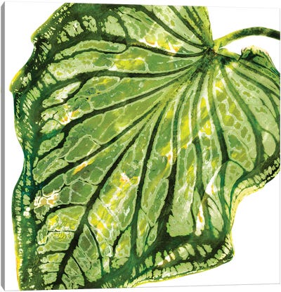 Green Palm, Close-Up III Canvas Art Print - Earthen Greenery