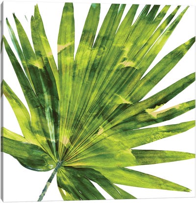 Green Palm, Close-Up IV Canvas Art Print