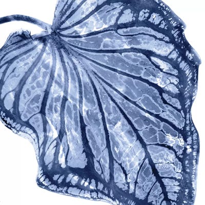 Indigo Palm, Close-Up III by Melonie Miller canvas print