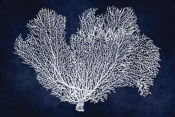 Melonie Miller: Sea Fan on Indigo Blue I by Melonie Miller