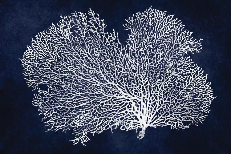 Sea Fan on Indigo Blue II