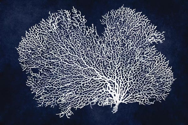 Melonie Miller: Sea Fan on Indigo Blue II by Melonie Miller