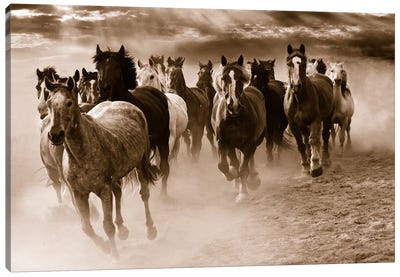 Running Horses Canvas Art Print - Sepia Photography