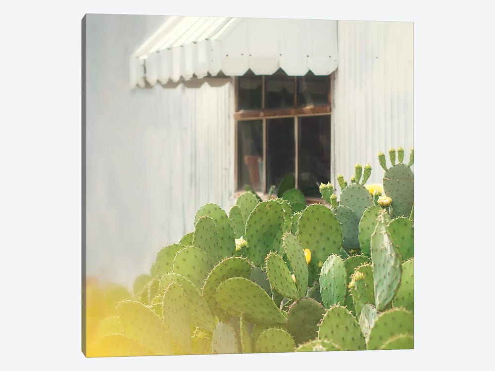 Cactus And Window by Mandy Lynne 1-piece Canvas Artwork