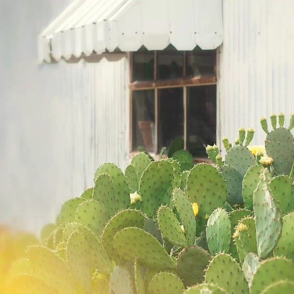 Mandy Lynne: Cactus And Window by Mandy Lynne