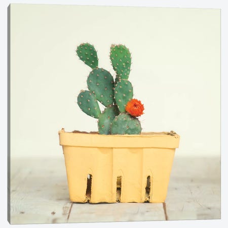 Cactus In Crate III Canvas Print #MND11} by Mandy Lynne Canvas Wall Art