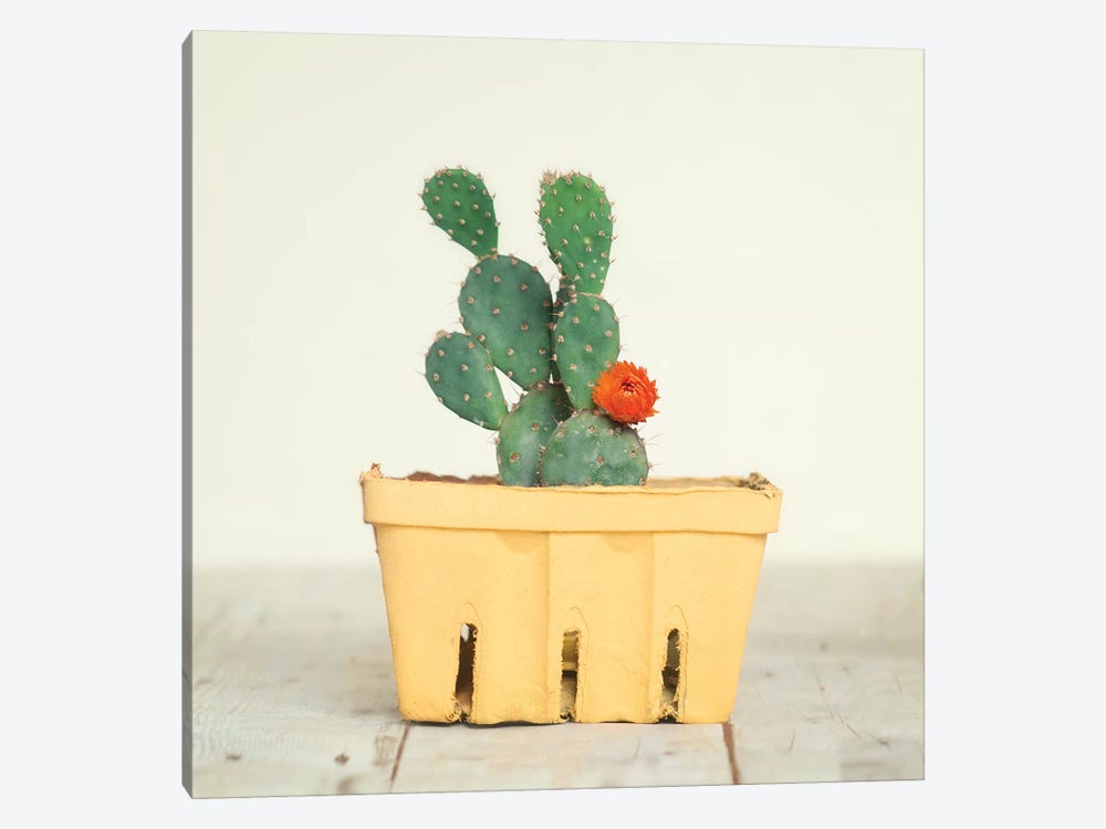 Cactus In Crate III by Mandy Lynne 1-piece Canvas Art Print