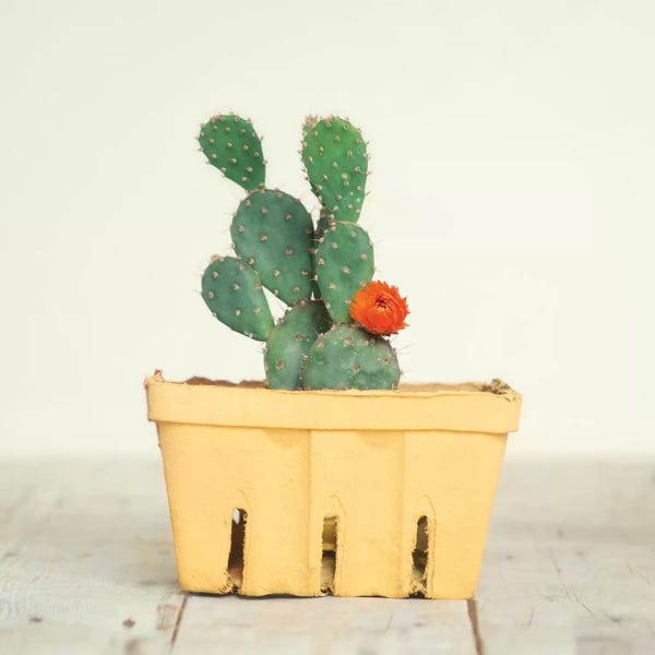 Mandy Lynne: Cactus In Crate III by Mandy Lynne