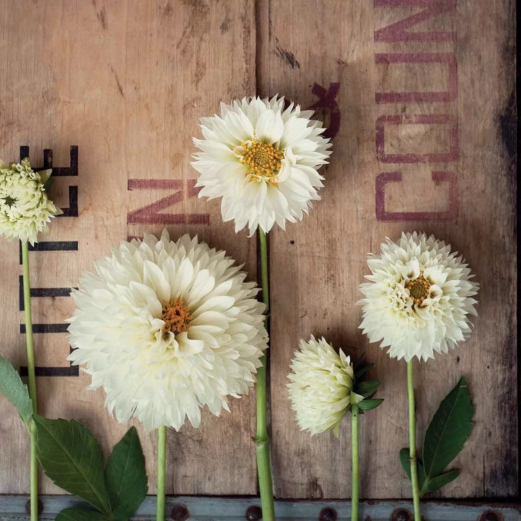 Dahlias In A Row by Mandy Lynne wall art