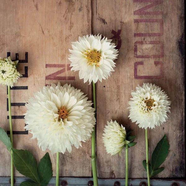 Dahlias: Dahlias In A Row by Mandy Lynne