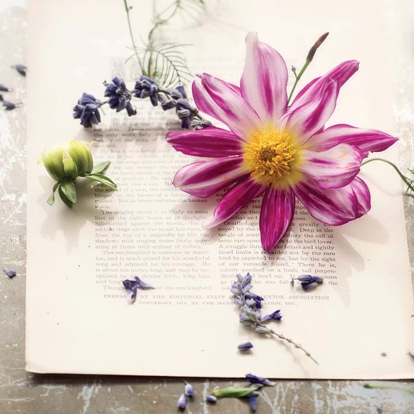 Dahlias: Dalia On Paper by Mandy Lynne
