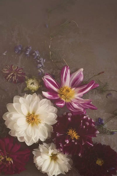 Dark Dalias Final by Mandy Lynne metal wall art