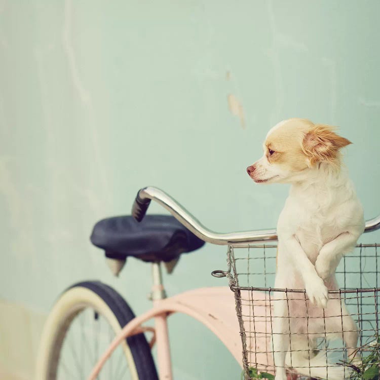 Dog On Pink Bike Square by Mandy Lynne wall art