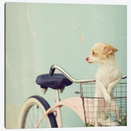 Dog On Pink Bike Square Canvas Print #MND15} by Mandy Lynne Canvas Art Print