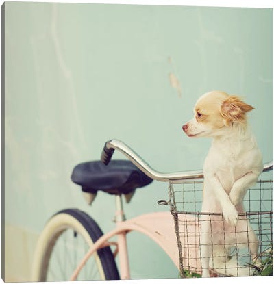 Dog On Pink Bike Square Canvas Art Print - Mandy Lynne