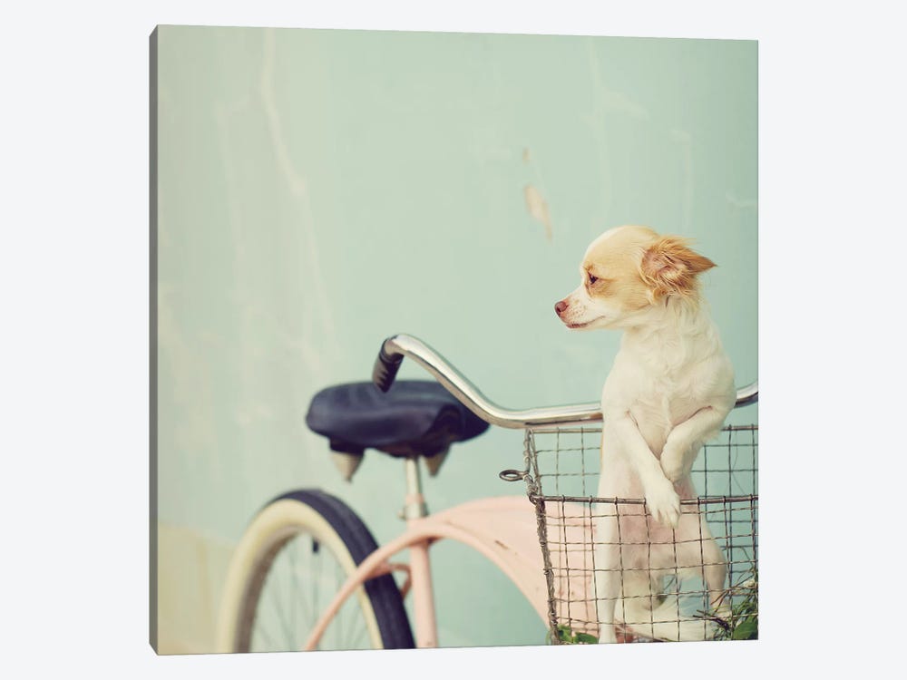 Dog On Pink Bike Square by Mandy Lynne 1-piece Canvas Art Print