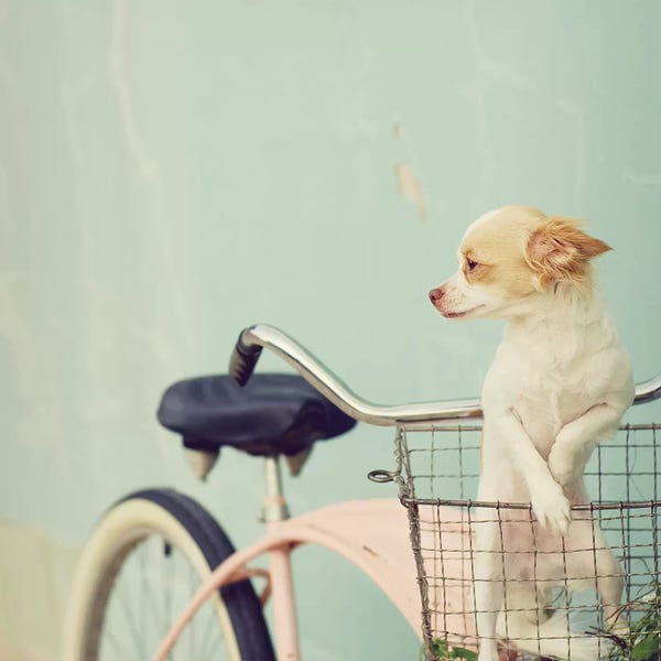 Chihuahuas: Dog On Pink Bike Square by Mandy Lynne
