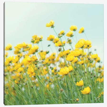 Field Of Yellow Flowers Crop Canvas Print #MND22} by Mandy Lynne Canvas Print