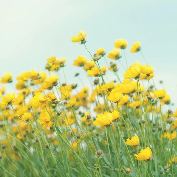 Mandy Lynne: Field Of Yellow Flowers Crop by Mandy Lynne
