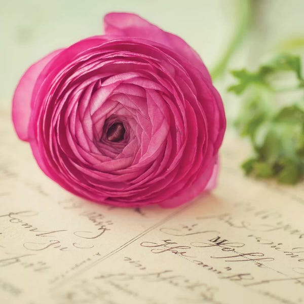 Ranunculi: Flora III by Mandy Lynne