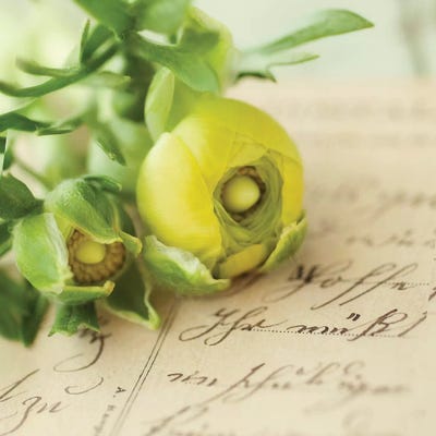 Flora IV by Mandy Lynne art print