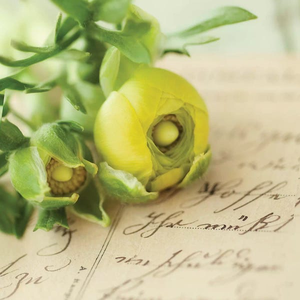 Ranunculi: Flora IV by Mandy Lynne