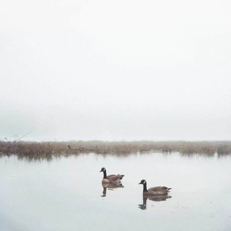 Geese On Lake Grain