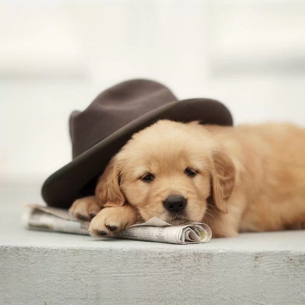 Puppies: Lil' Pup by Mandy Lynne