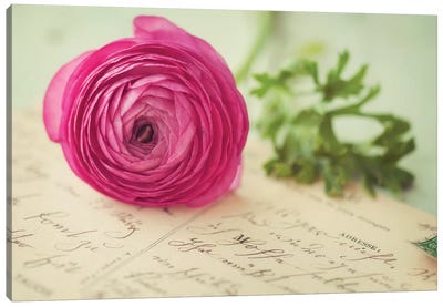 Pink Flower & Postcard Canvas Art Print - Ranunculus Art