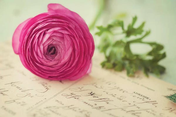 Mandy Lynne: Pink Flower & Postcard by Mandy Lynne