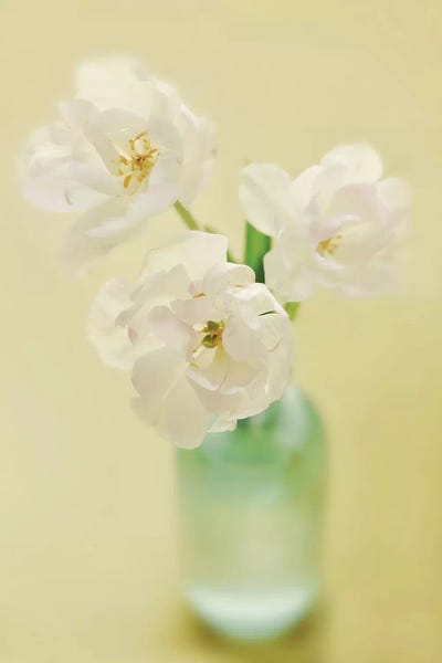 Mandy Lynne: Tulips by Mandy Lynne
