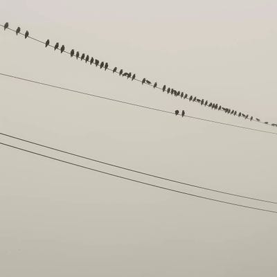 Birds On A Wire by Mandy Lynne canvas print