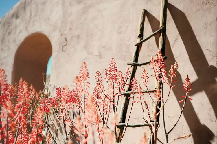 Sun And Shadows by Mandy Lynne wall art