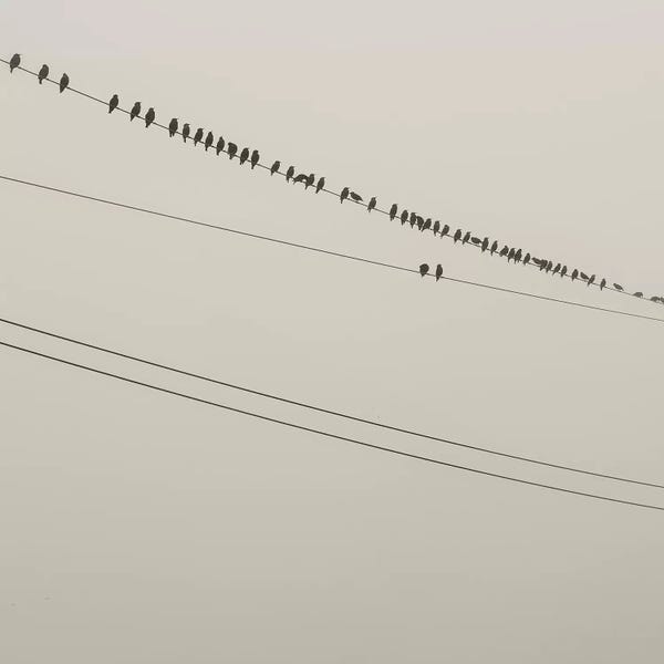 Mandy Lynne: Birds On A Wire by Mandy Lynne