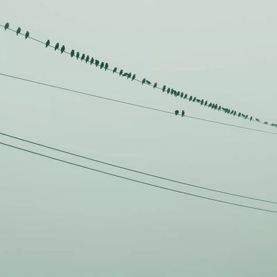 Birds On A Wire Green by Mandy Lynne canvas print