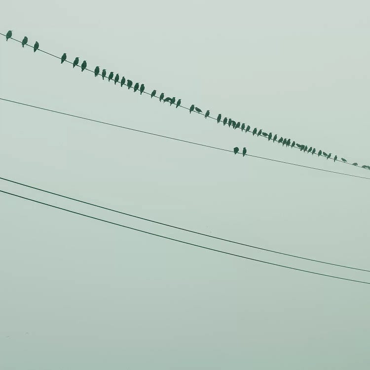 Birds On A Wire Green