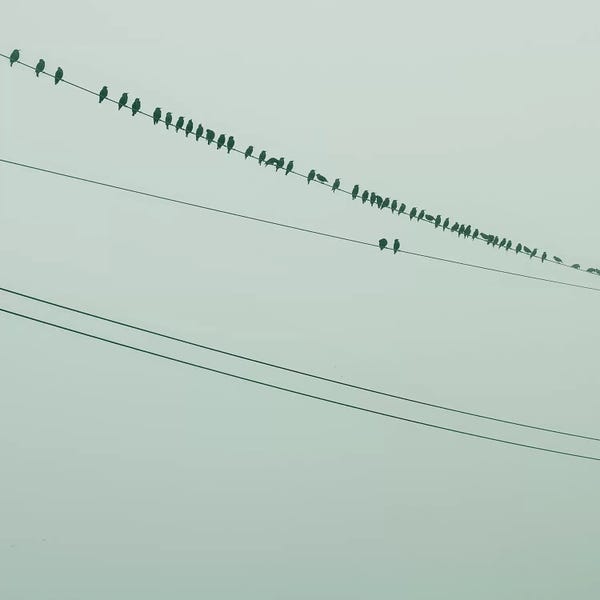 Mandy Lynne: Birds On A Wire Green by Mandy Lynne