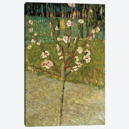 Almond Tree in Blossom, 1888 Canvas Print #MNE66} by Vincent van Gogh Art Print