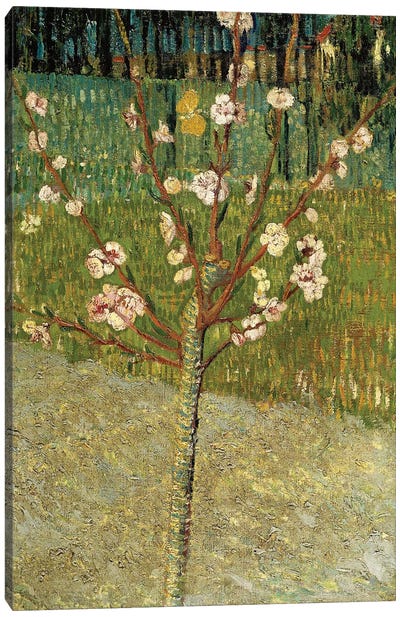 Almond Tree in Blossom, 1888 Canvas Art Print - Vincent van Gogh