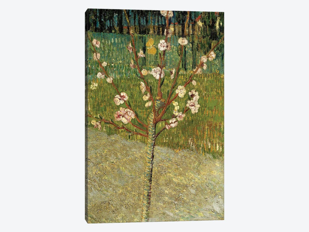 Almond Tree in Blossom, 1888 by Vincent van Gogh 1-piece Canvas Art