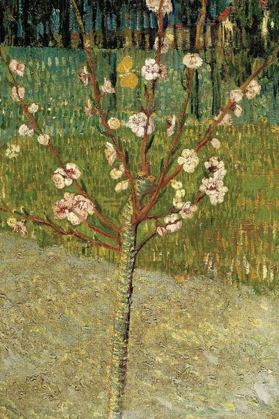 All Things Van Gogh: Almond Tree in Blossom, 1888 by Vincent van Gogh