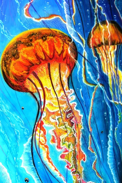 Jellyfish: Jellys by Martin Nasim