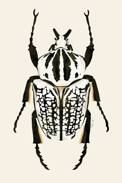 Goliath Beetle