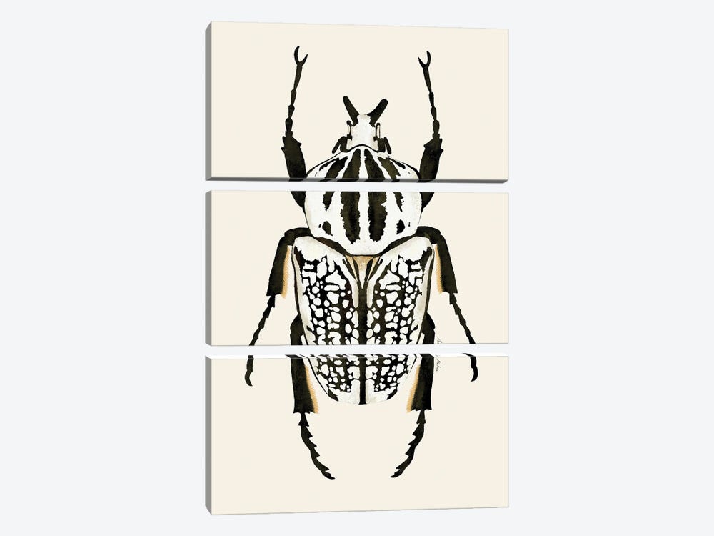 Goliath Beetle by Ana Martínez 3-piece Canvas Art Print