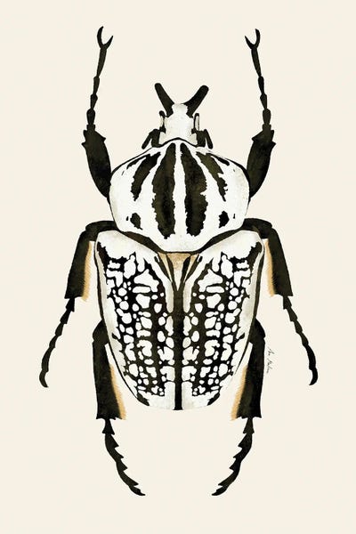 Beetles: Goliath Beetle by Ana Martínez