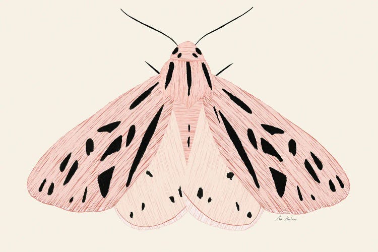 Pink Butterfly