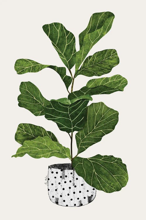 Fiddle Leaf Fig Tree Plant by Ana Martínez wall art