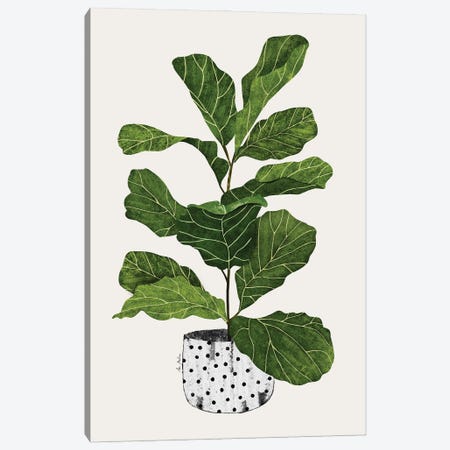 Fiddle Leaf Fig Tree Plant Canvas Print #MNZ16} by Ana Martínez Art Print