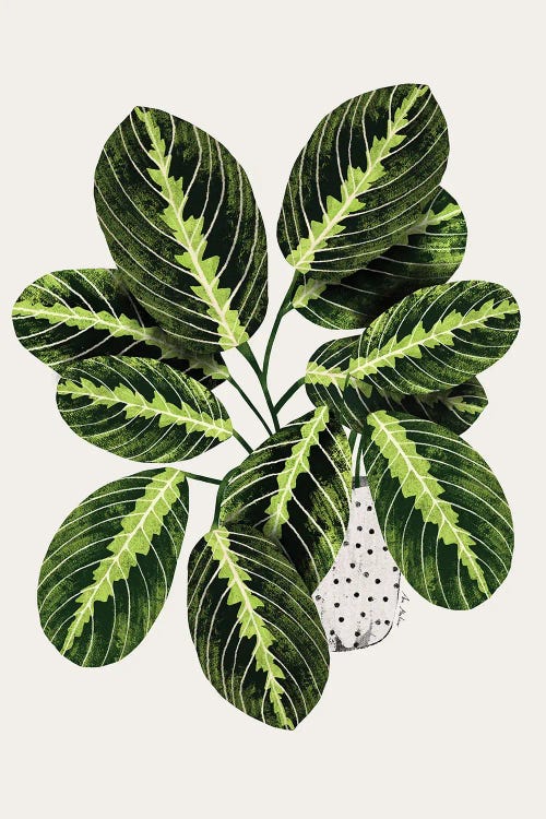 Maranta Plant