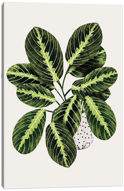 Maranta Plant Canvas Art Print - Ana Martínez